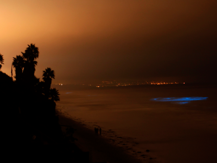 Here, bioluminescent phytoplankton light up the ocean off the coast of Leucadia, California.