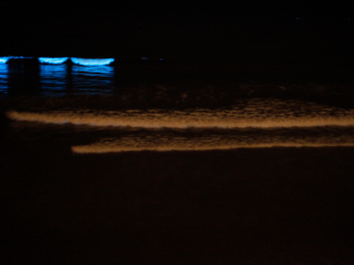 California is actually home to several bioluminescent beaches, including Mission Bay, Torrey Pines Beach, and Huntington Beach.