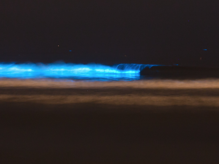 Here, La Jolla beach is lit up in neon blue. Some say this spectacle is the "ocean