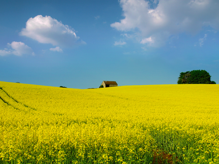 Frolic in the golden rapeseed fields in springtime. The bright plants are used to make canola oil, but they also make for incredible photos.