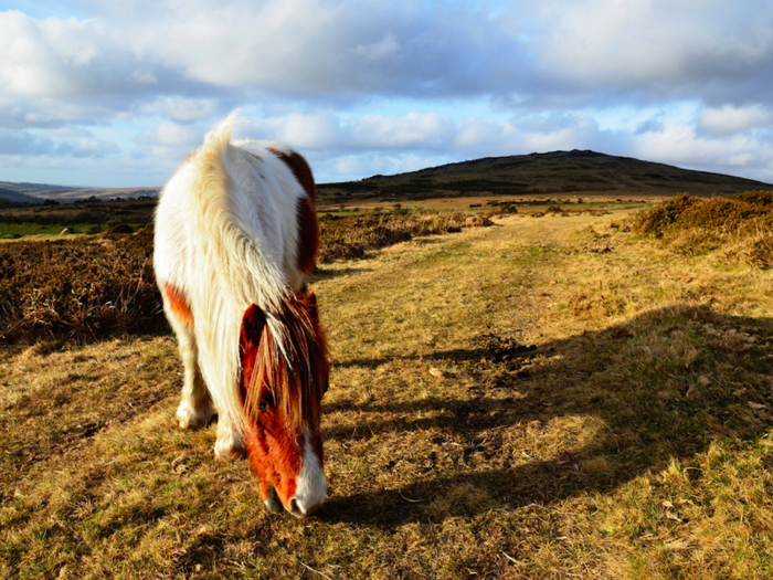 Visit Shetland to pet the world