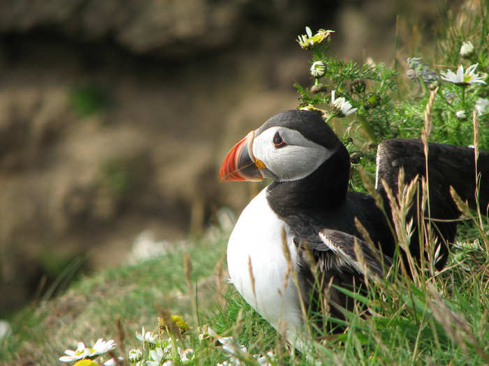 Observe puffins and other seabird populations in St. Kilda, an isolated archipelago of islands off of Scotland