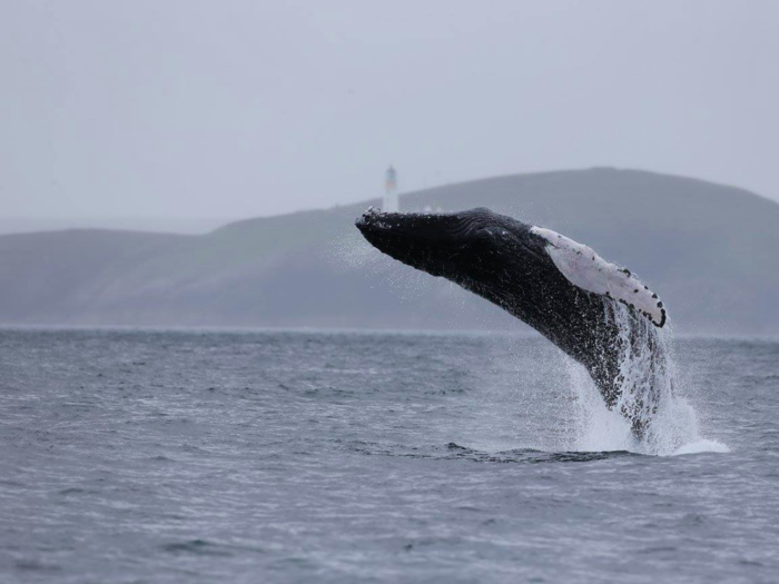 Spot whales and dolphins on a wildlife cruise in the Outer Hebrides. Hebridean Whale Cruises offers a variety of trips on boats that leave from Gairloch.