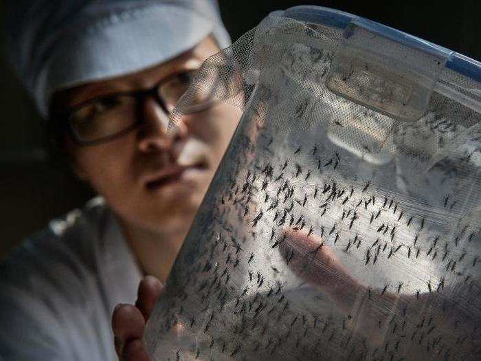 The lab at Sun Yat-Sen University-Michigan University Joint Center of Vector Control in Gaungzhou, China is over 37,700 square feet and has four workshops to raise the insects.