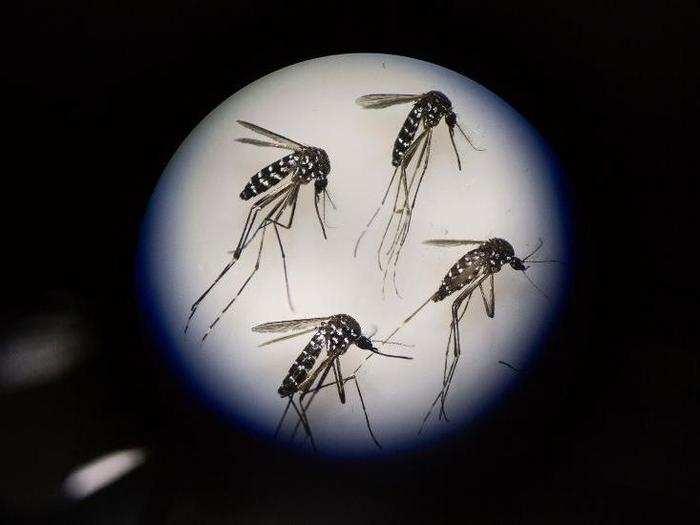 After a year of research, the lab claims there is a 99% abolishment of the population of Aedes albopictus — also known as Asia tiger mosquito — that are known to carry the Zika virus.