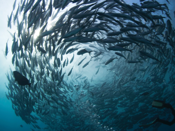 Antarctic fish have "antifreeze" proteins in their blood.