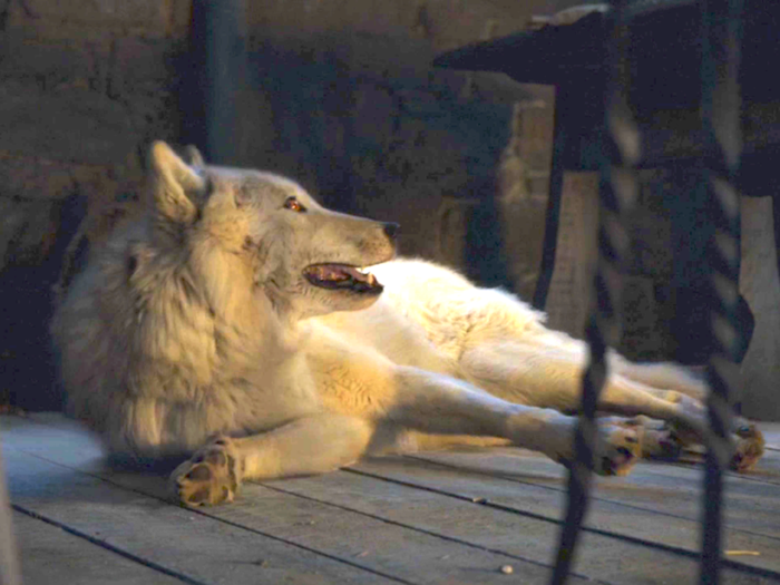 The direwolves