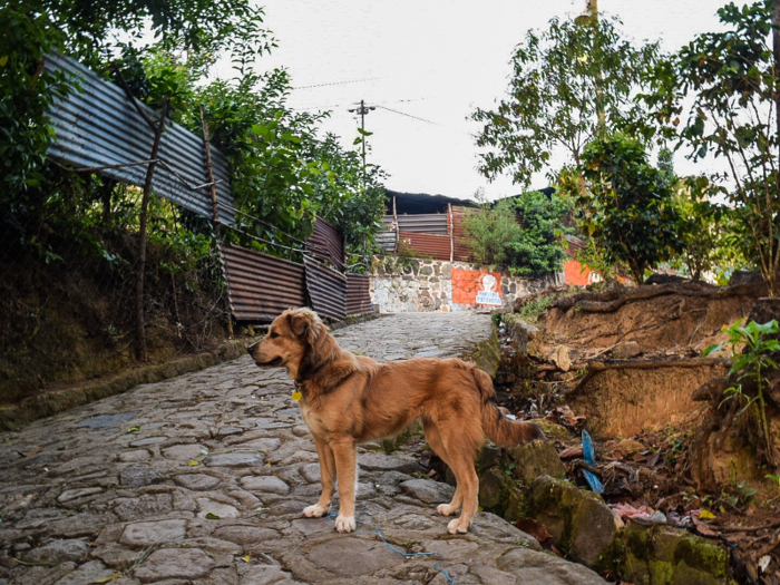 Turcich adopted Savannah from an animal shelter back when he was walking through Texas. At first, he wanted a dog for protection. But they soon became inseparable companions.