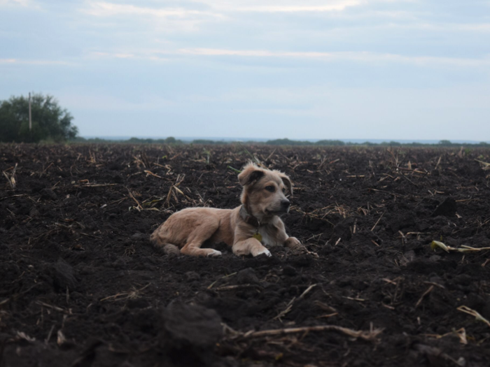 Crossing borders with a dog has been surprisingly simple. Turcich got Savannah an International Certificate of Health from a vet in the US, and carries proof of rabies vaccination, too.