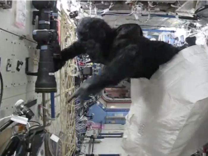 A gorilla suit: at least $116,000