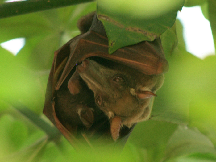 Hammer-headed bats