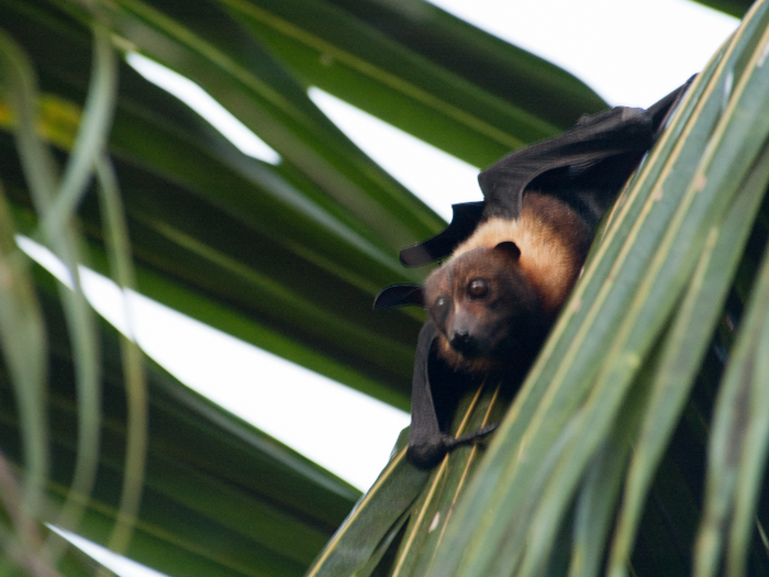 Flying foxes