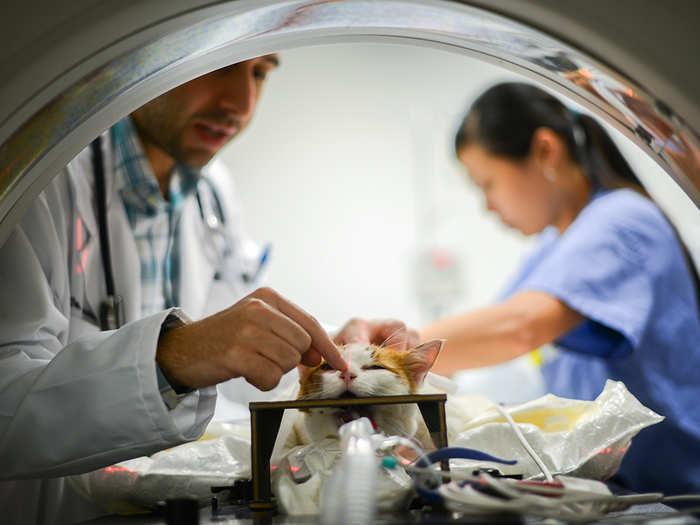 Joseph Jacovino, a resident in the radiation oncology department, works to align the cat