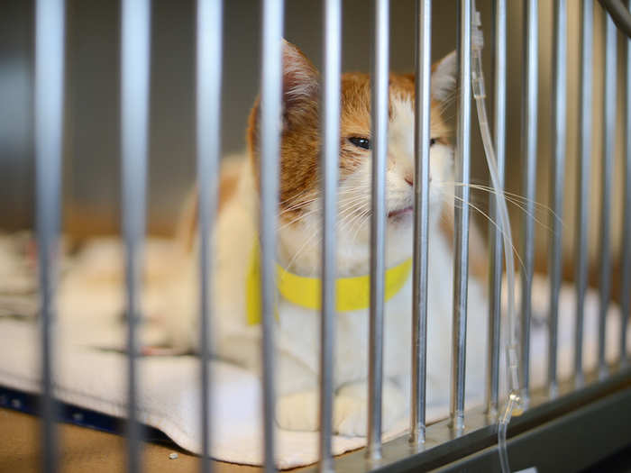 Radiation treatment can cure cancer in some animals, St-Vincent says, but just like in humans "cures" are tricky to come by in oncology. In other cases, it can shrink or mitigate a tumor, making the animal more comfortable or extending its life.