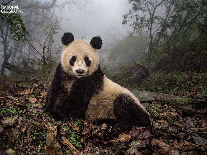 A photographer wore a urine-soaked panda suit to take the wildest panda photos you