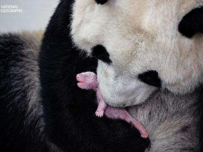 A photographer wore a urine-soaked panda suit to take the wildest panda photos you