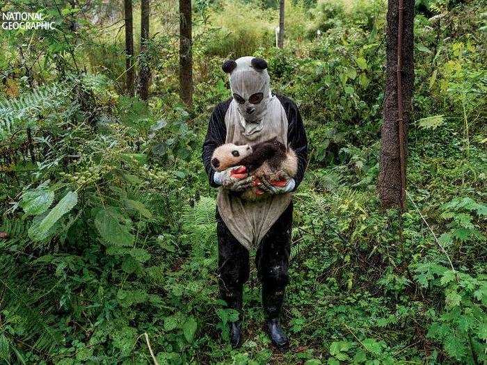 A photographer wore a urine-soaked panda suit to take the wildest panda photos you