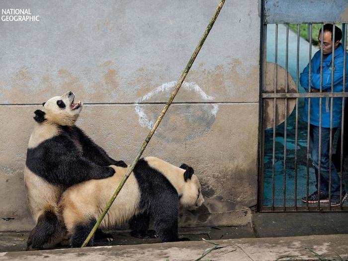 A photographer wore a urine-soaked panda suit to take the wildest panda photos you