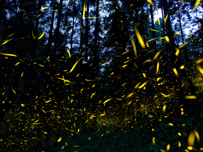 Fireflies congregate at dusk and synchronize their flashing light patterns.