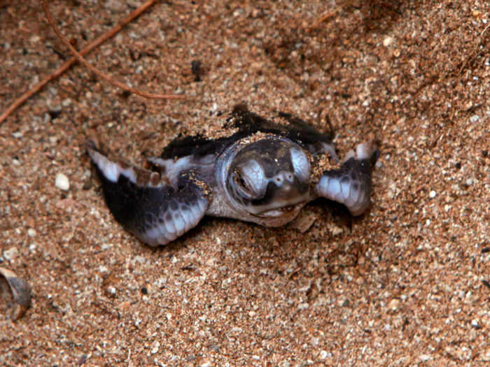 Tiny turtles hatch from their shells and make a quick dash to the ocean.