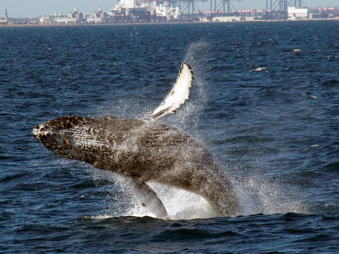 Whales are spotted feeding along northern coastlines.