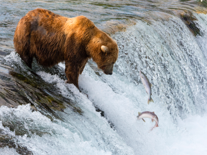 And salmon swim upriver to their birthplace to spawn.