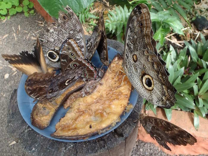 While she was there, Festa went to the Hostería Mariposas de Mindo, a hotel and restaurant that has a butterfly garden, which has more than 1,200 kinds of butterflies. Some are huge!