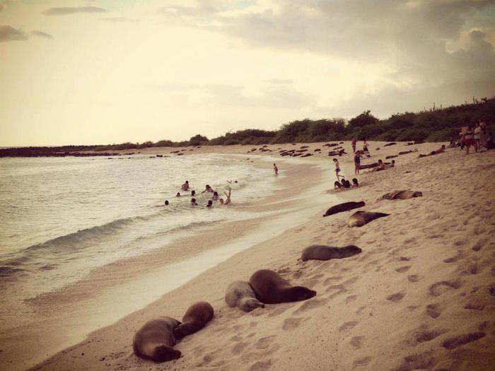 From Quito, Festa flew to the Galapagos Islands. "I got to swim with hammerhead sharks and seals, hike volcano rims, climb the Galapagos