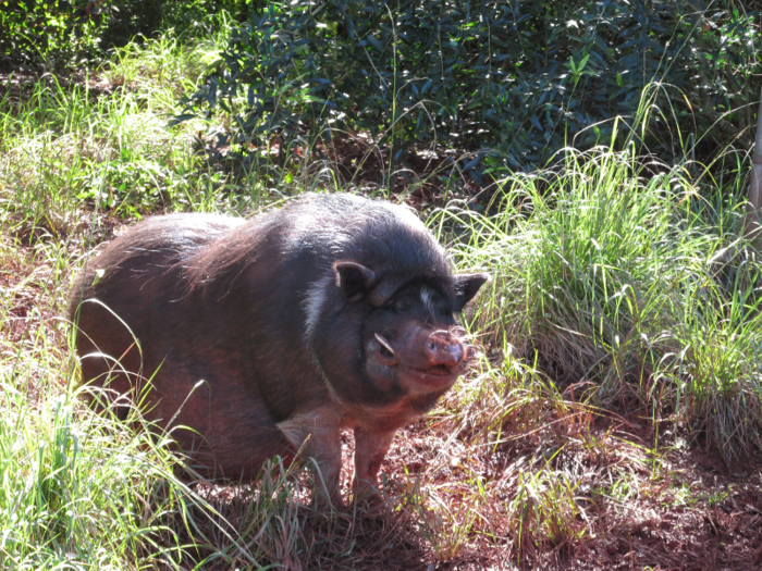 Another example were the new feral pigs.