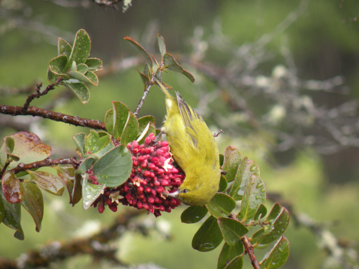 The decline in honeycreepers caused the plants that they once pollinated — like the Alani — to decline.