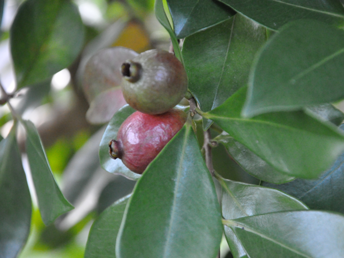 Humans are also responsible for bringing new plants to Hawaii that outcompete the native species.