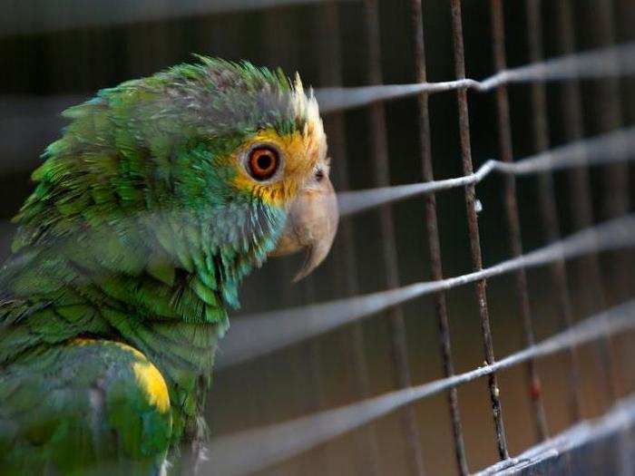 "The story of the animals at Caricuao is a metaphor for Venezuelan suffering," Marlene Sifontes, a union leader for the employees of Inparques, which oversees zoos, told Reuters.