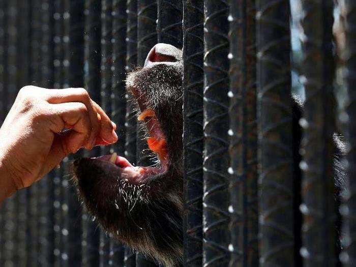 Three animals died in May at a zoo in Paraguana. The six bears at the zoo are eating only half their required portion of food for the day.