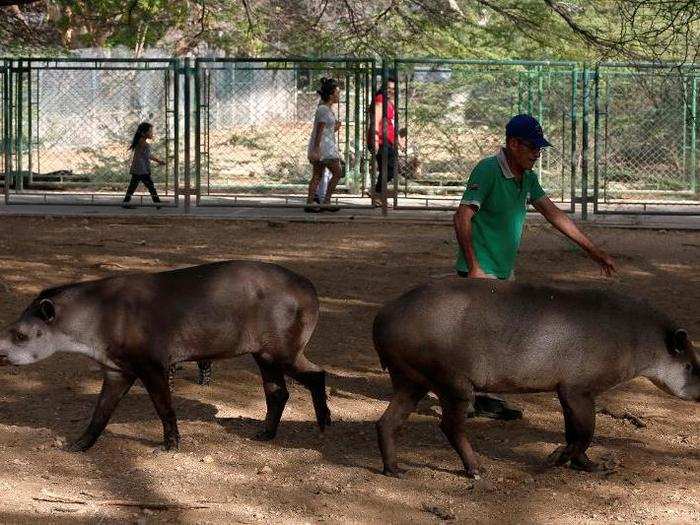 A number of Vietnamese pigs, rabbits, tapirs and birds died at the Caricuao zoo after starving for two weeks.