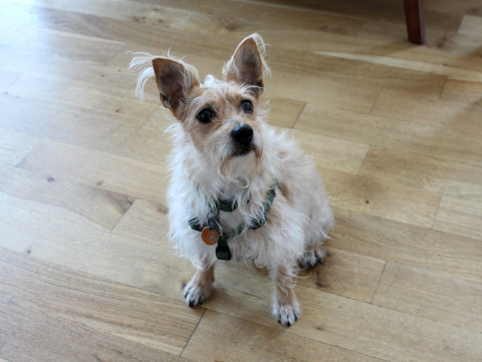 Banjo, another office regular, joined our tour. Though dogs roam around the office all day, employees abide by set "off-leash" hours and keep their pooches in sight the rest of the time to prevent the office from becoming a free-for-all.