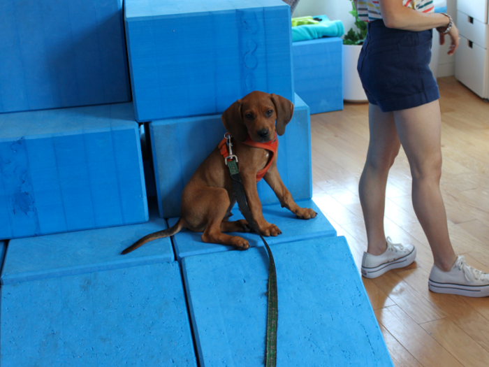 In the other corner of the office, a sectioned-off playpen creates a space where dogs can roam leash-free.