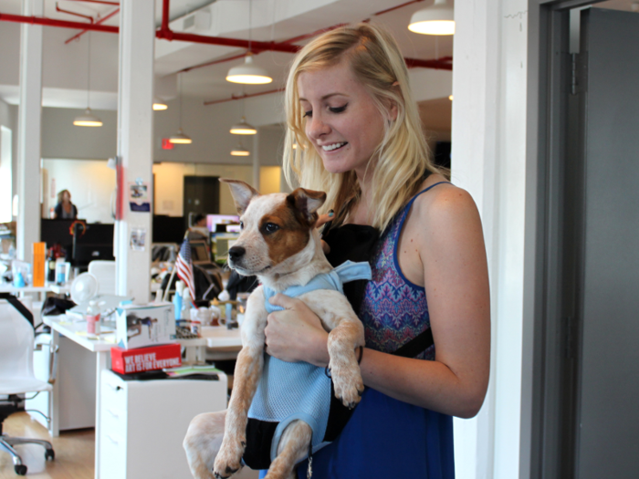 Since dogs stay with their owners all day, some employees find creative ways to keep them close, like this pup riding in a Baby Bjorn.