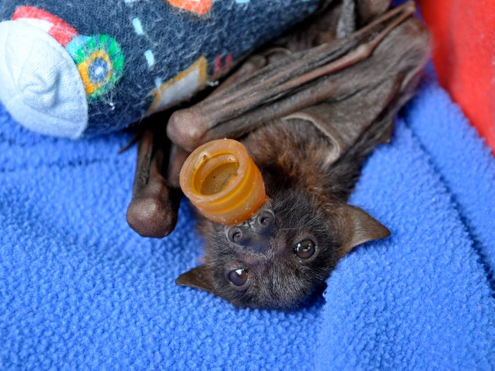 Baby bats are kept cozy in the hospital with blankets and bottles. This bat, named Victor, looks pretty pleased with his temporary home.