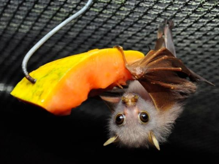 This tube-nosed bat was born at the hospital after it