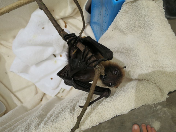 This is a young flying fox that came to the hospital from the Maldives after being attacked by cows. When it came to the hospital, it weighed less than 100 grams.