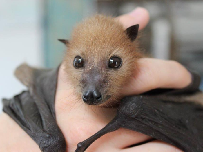 Flying foxes are often some of the hospital