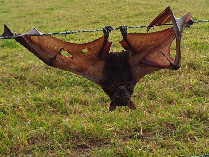 The hospital rescues a lot of little red flying foxes that have sustained injuries from barbed wires. This young flying fox