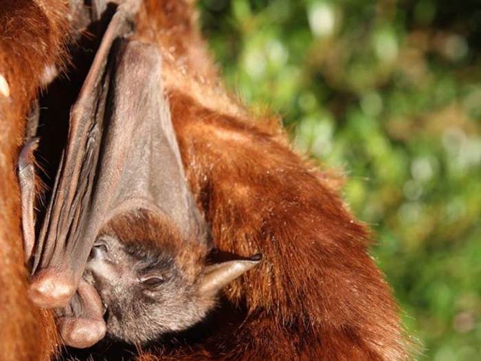 The hospital has recycled fur coats so that the baby bats can snuggle up in them. The coats were donated by Snuggle Coats, a company that dissembles fur goods and sends them to animal groups at no charge for rehabilitation purposes.