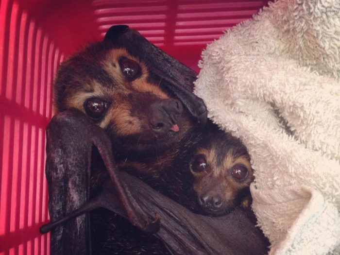 A lot of bats that come to hospital are suffering from tick paralysis. This mom and baby pair got to snuggle before the mom was euthanized as a result of her sickness. The baby remained in the care of the hospital, where it grew perfectly well in the nursery.