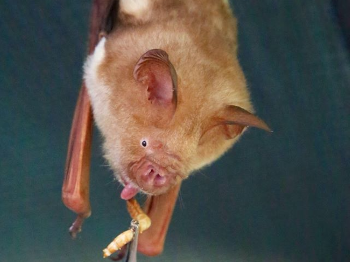 The hospital has some bats that will never recover enough to be released back into the wild. This leaf-nosed bat, Diadem, has lost too much finger bone and membrane to survive on her own. She is now used as an educational bat for when tourists visit. Tickets are less than $20 to see these beautiful animals up close and help the cause.