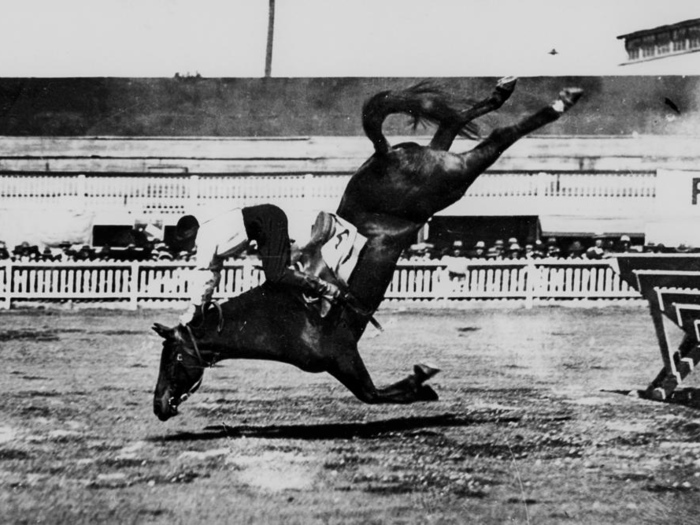 Horse long jumping