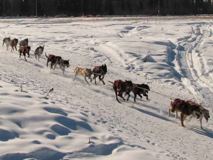 Dog sled racing