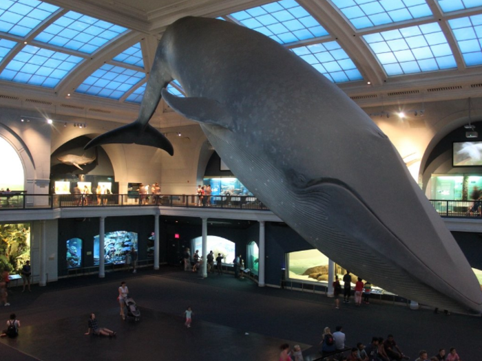 AMERICAN MUSEUM OF NATURAL HISTORY, NEW YORK: Walk through halls full of dinosaur bones and dioramas until you get to the eerily life-like "Blue Whale."