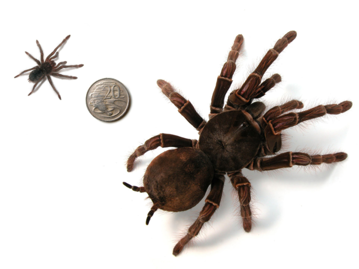 Largest spider: the Goliath bird-eating spider.