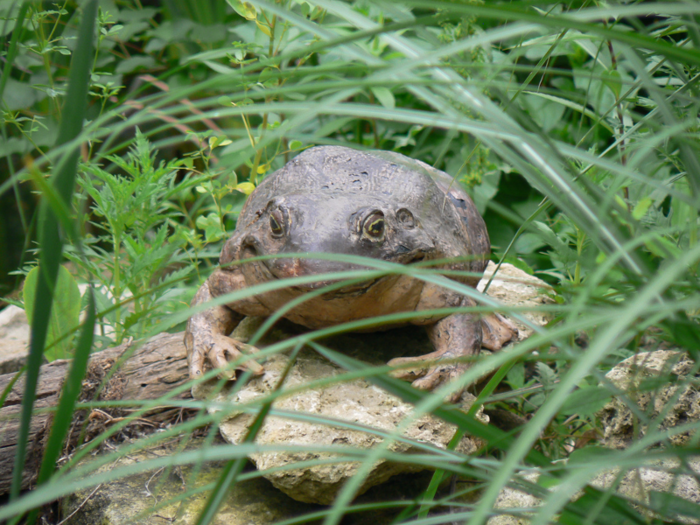 Largest frog: the Goliath frog.